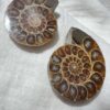 Cretaceous, Jurassic ammonite pair polished fossil cephalopod extinct