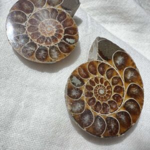 Cretaceous, Jurassic ammonite pair polished fossil cephalopod extinct