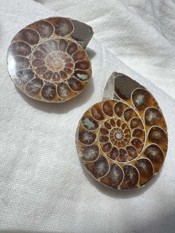 Cretaceous, Jurassic ammonite pair polished fossil cephalopod extinct