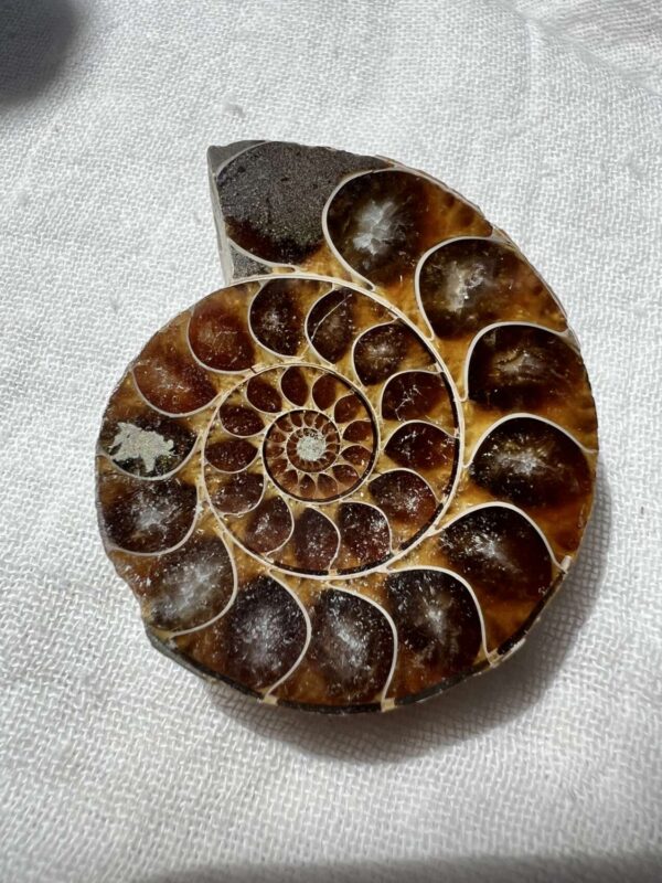 Ammonite pair - Image 2