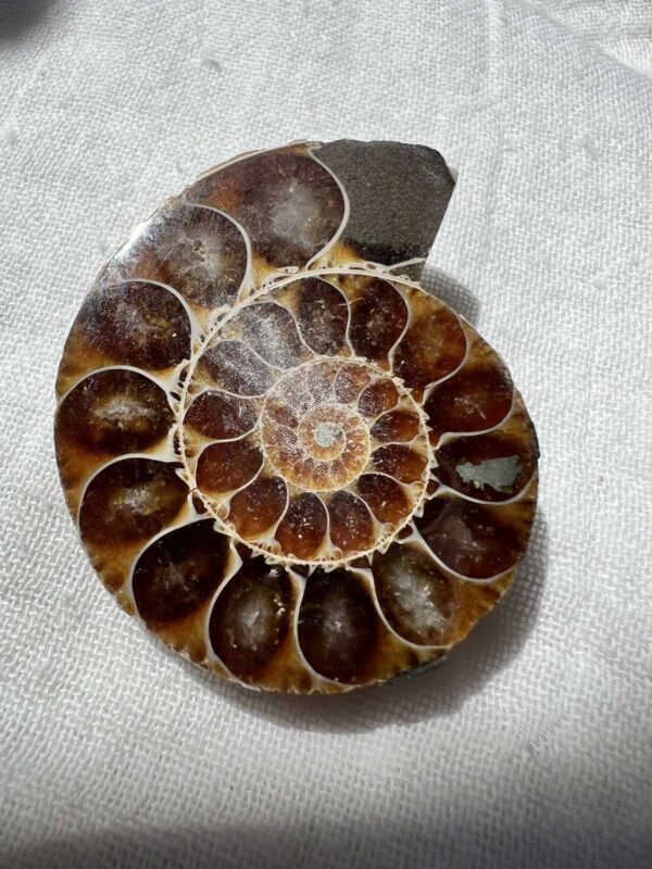 Ammonite pair - Image 3
