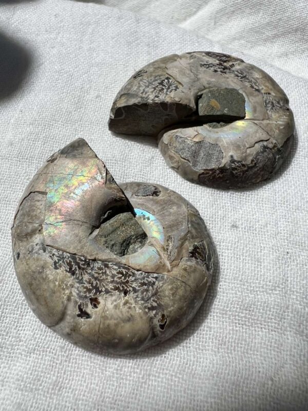 Ammonite pair - Image 4