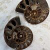 sliced and polished whole ammonite, sold as a pair natural real fossil ancient sea life Cretaceous, Jurassic