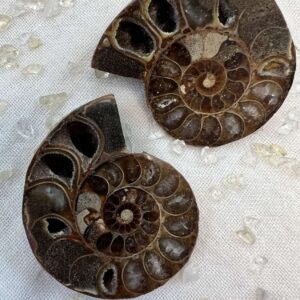 sliced and polished whole ammonite, sold as a pair natural real fossil ancient sea life Cretaceous, Jurassic