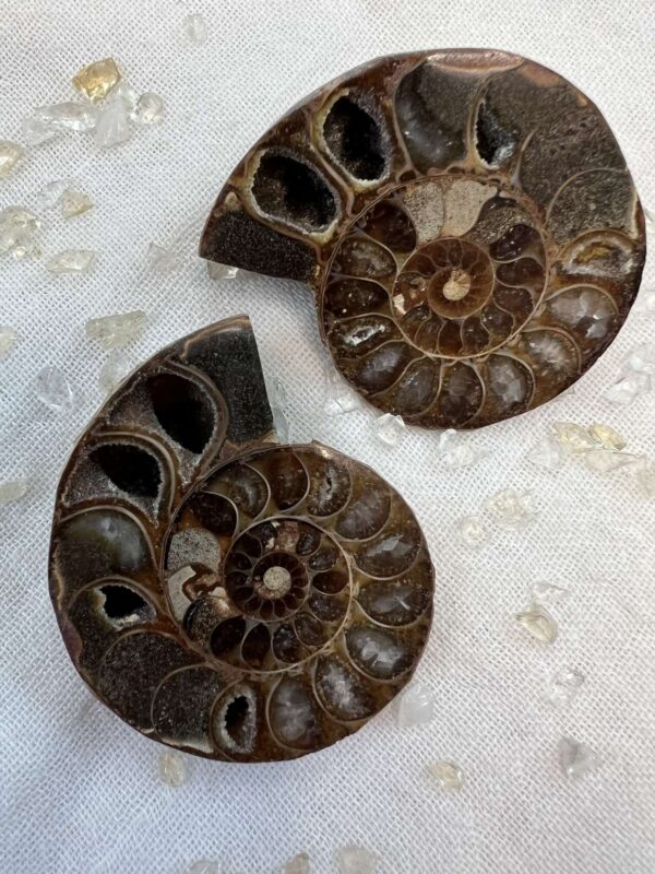 sliced and polished whole ammonite, sold as a pair natural real fossil ancient sea life Cretaceous, Jurassic