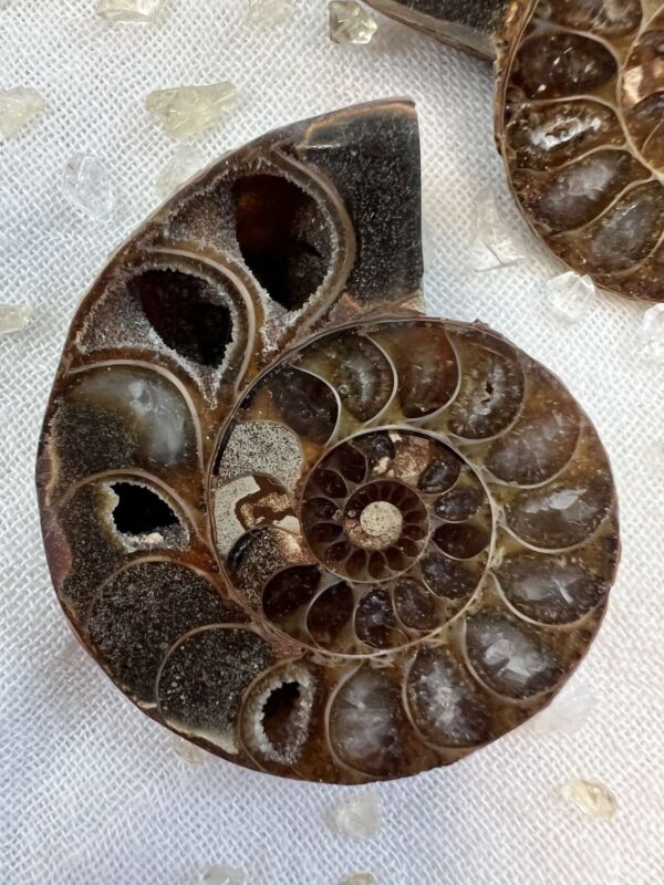 Ammonite pair - Image 3