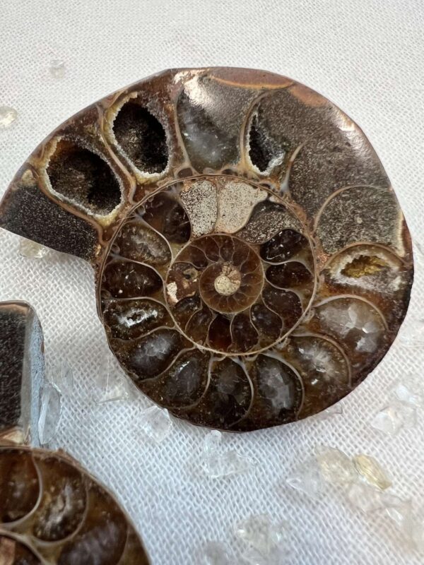 Ammonite pair - Image 4