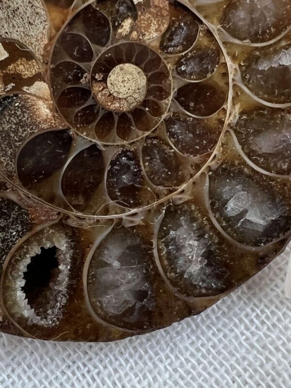 Ammonite pair - Image 2