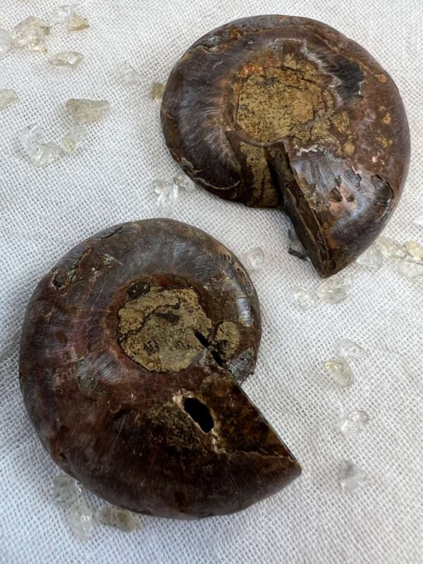 Ammonite pair - Image 5