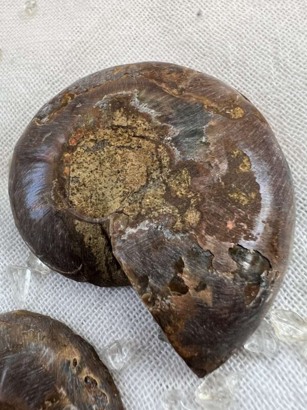 Ammonite pair - Image 6