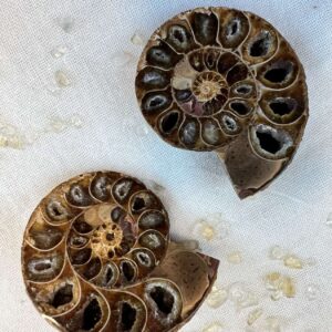 sliced and polished whole ammonite, sold as a pair natural real fossil ancient sea life Cretaceous, Jurassic