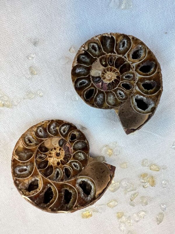 sliced and polished whole ammonite, sold as a pair natural real fossil ancient sea life Cretaceous, Jurassic