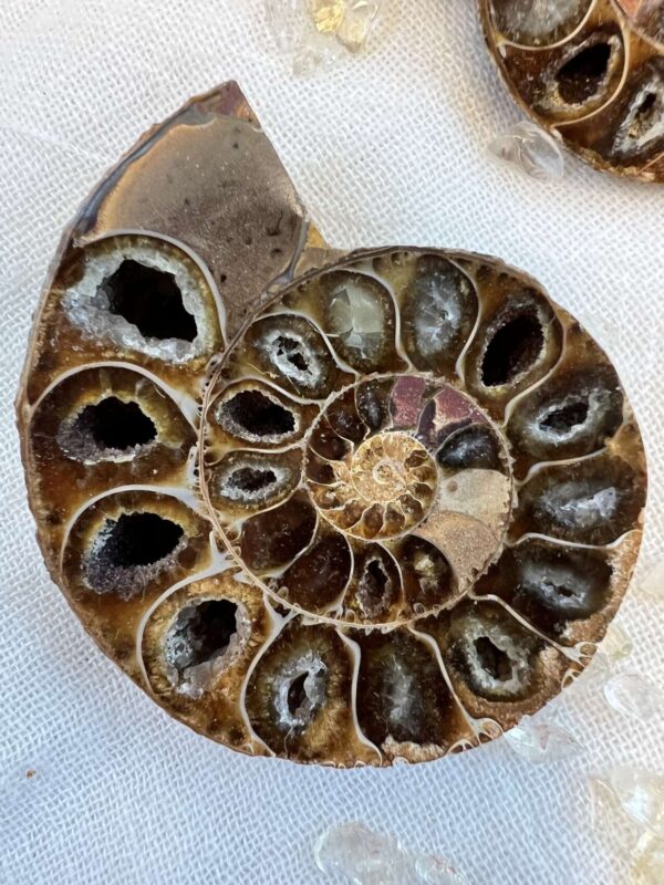 Ammonite pair - Image 2