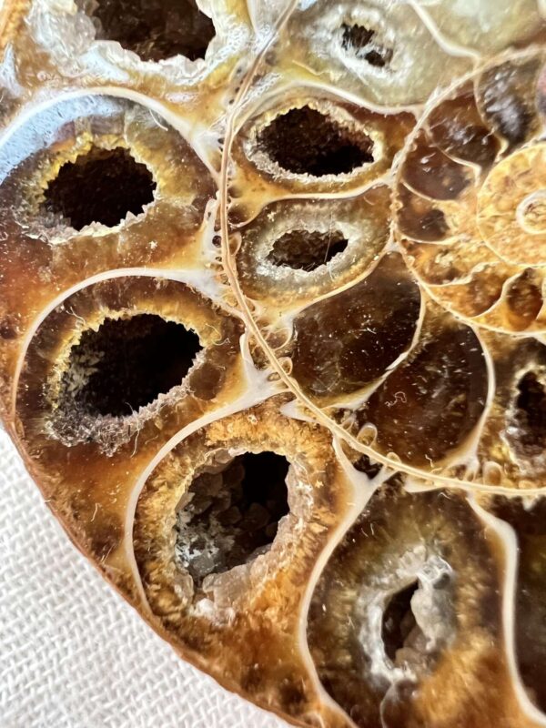 Ammonite pair - Image 3
