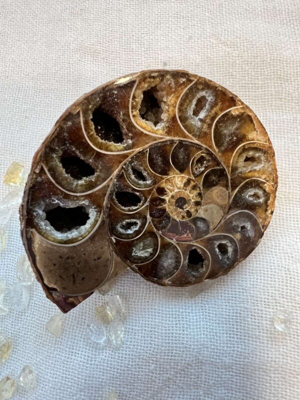 Ammonite pair - Image 4