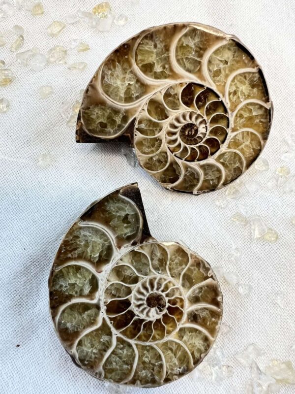 Ammonite pair