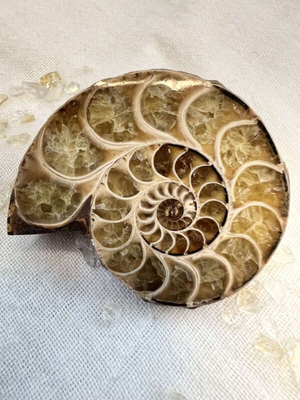 Ammonite pair - Image 3