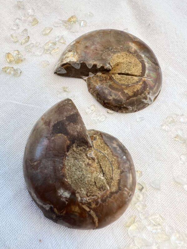Ammonite pair - Image 5