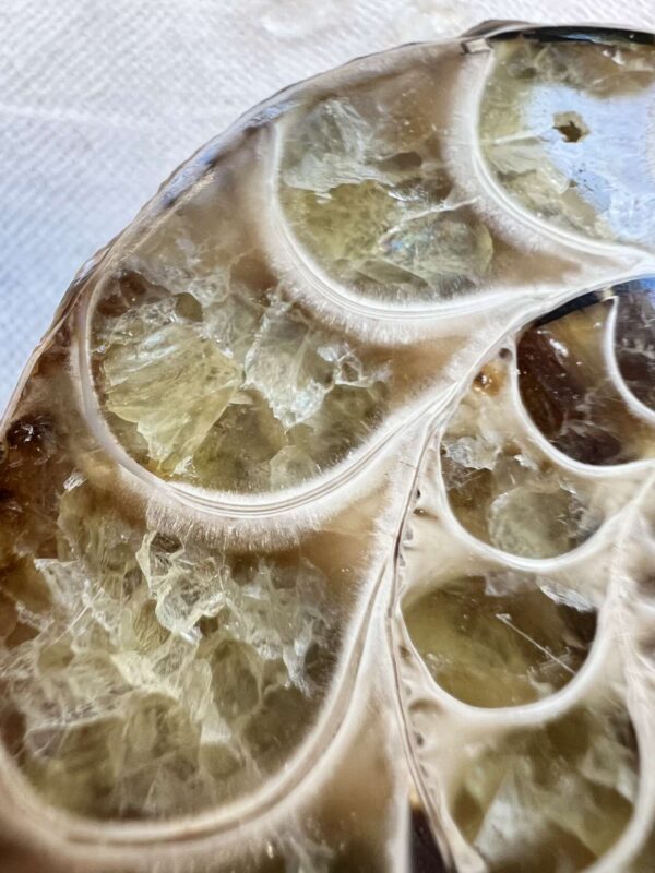 Ammonite pair - Image 2