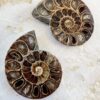ammonite fossil, extinct cephalopod mother of pearl nacre shell fibonacci sequence