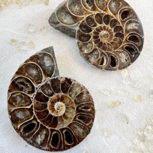 ammonite fossil, extinct cephalopod mother of pearl nacre shell fibonacci sequence