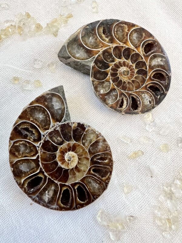 ammonite fossil, extinct cephalopod mother of pearl nacre shell fibonacci sequence
