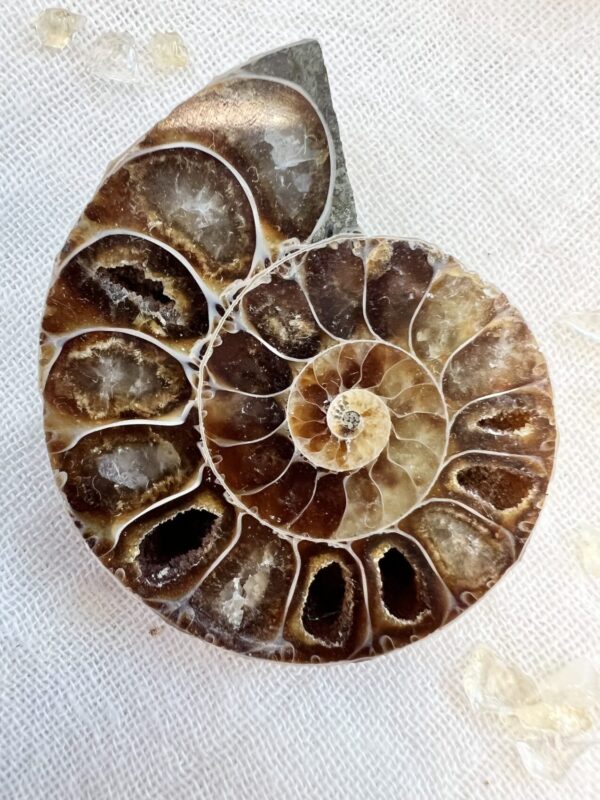 Ammonite pair - Image 3