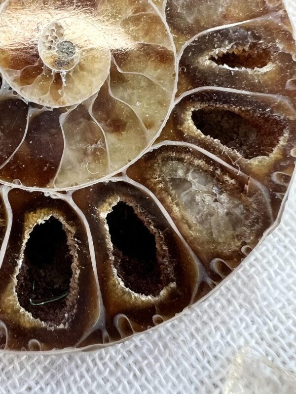 Ammonite pair - Image 4