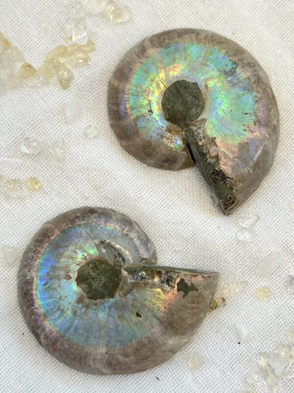 Ammonite pair - Image 2