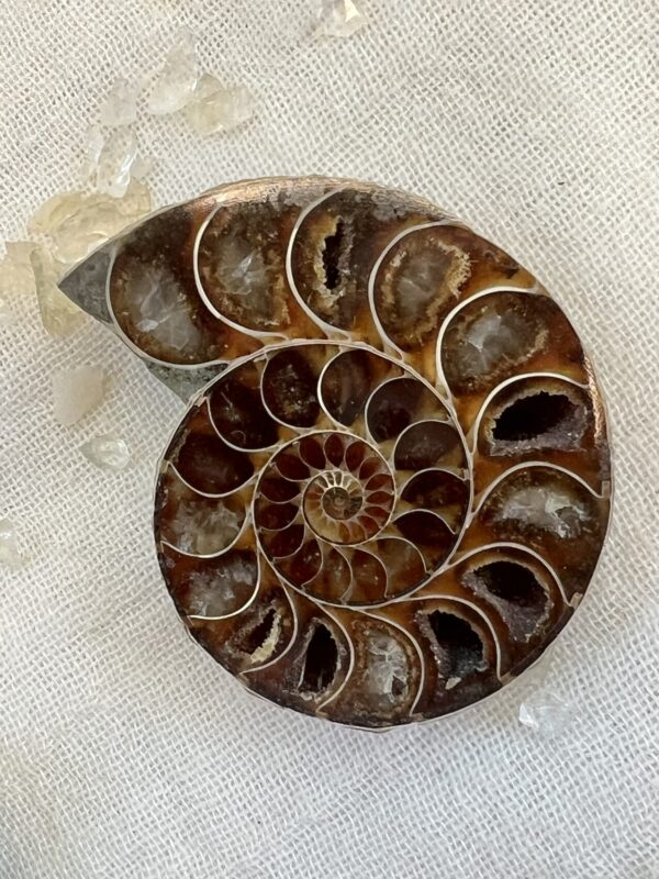 Ammonite pair - Image 5
