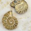 ammonite fossil, extinct cephalopod mother of pearl nacre shell fibonacci sequence