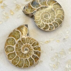 ammonite fossil, extinct cephalopod mother of pearl nacre shell fibonacci sequence