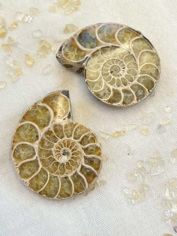 ammonite fossil, extinct cephalopod mother of pearl nacre shell fibonacci sequence