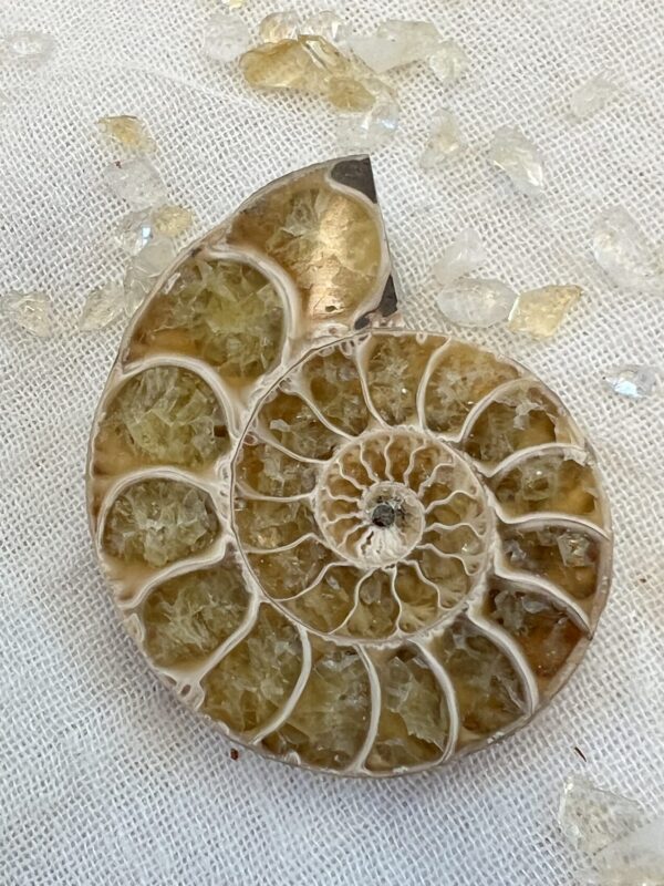Ammonite pair - Image 3