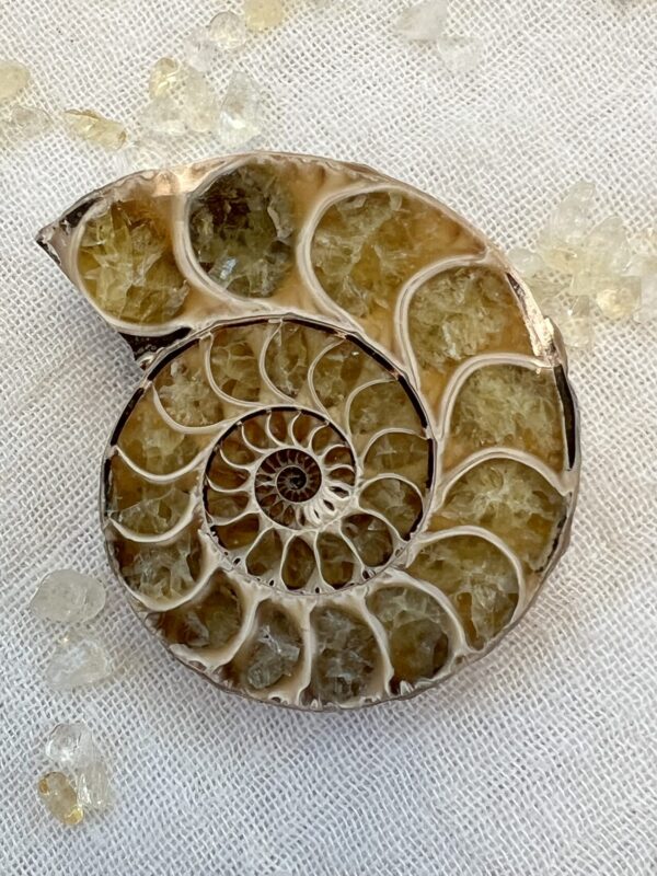 Ammonite pair - Image 4