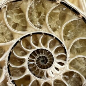 Alternative view of Ammonite pair