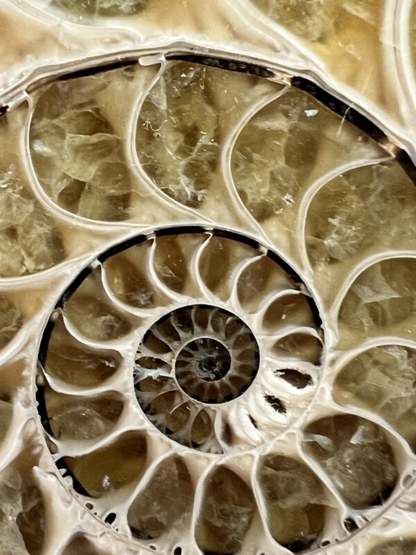 Ammonite pair - Image 2