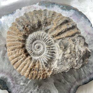 natural ammonite fossil whole ancient genuine ammonite jurassic cephalopod