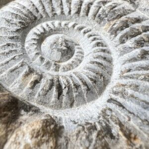 Alternative view of Ammonite