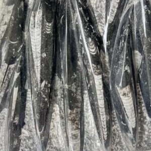 Alternative view of Orthoceras plaque