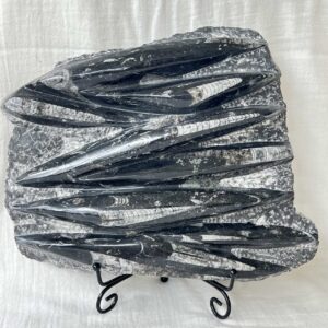 orthoceras fossil plaque ancient sea fossils cephalopod jurassic triassic extinct fossil