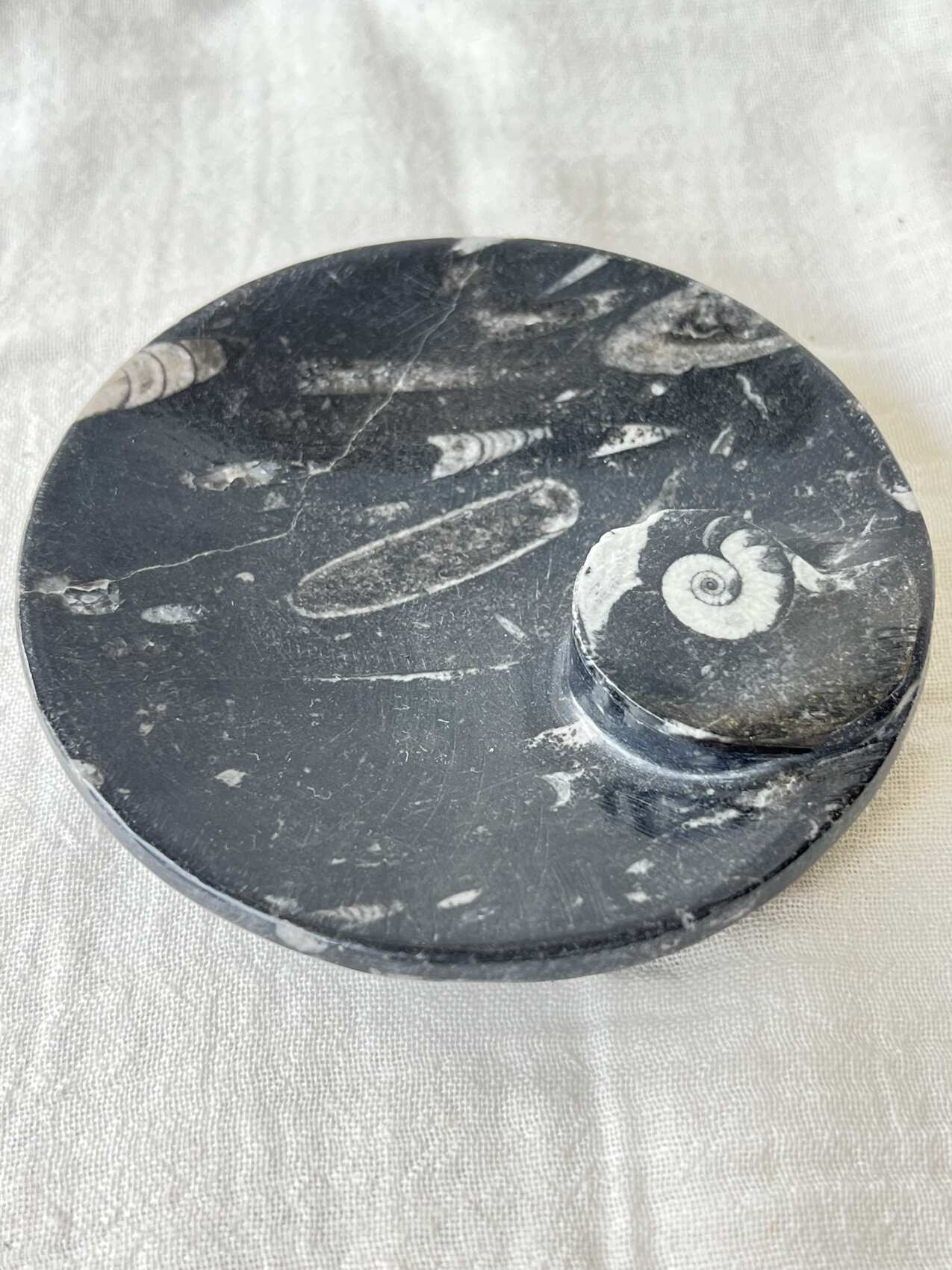 orthoceras fossil plaque ancient sea fossils cephalopod jurassic triassic extinct fossil