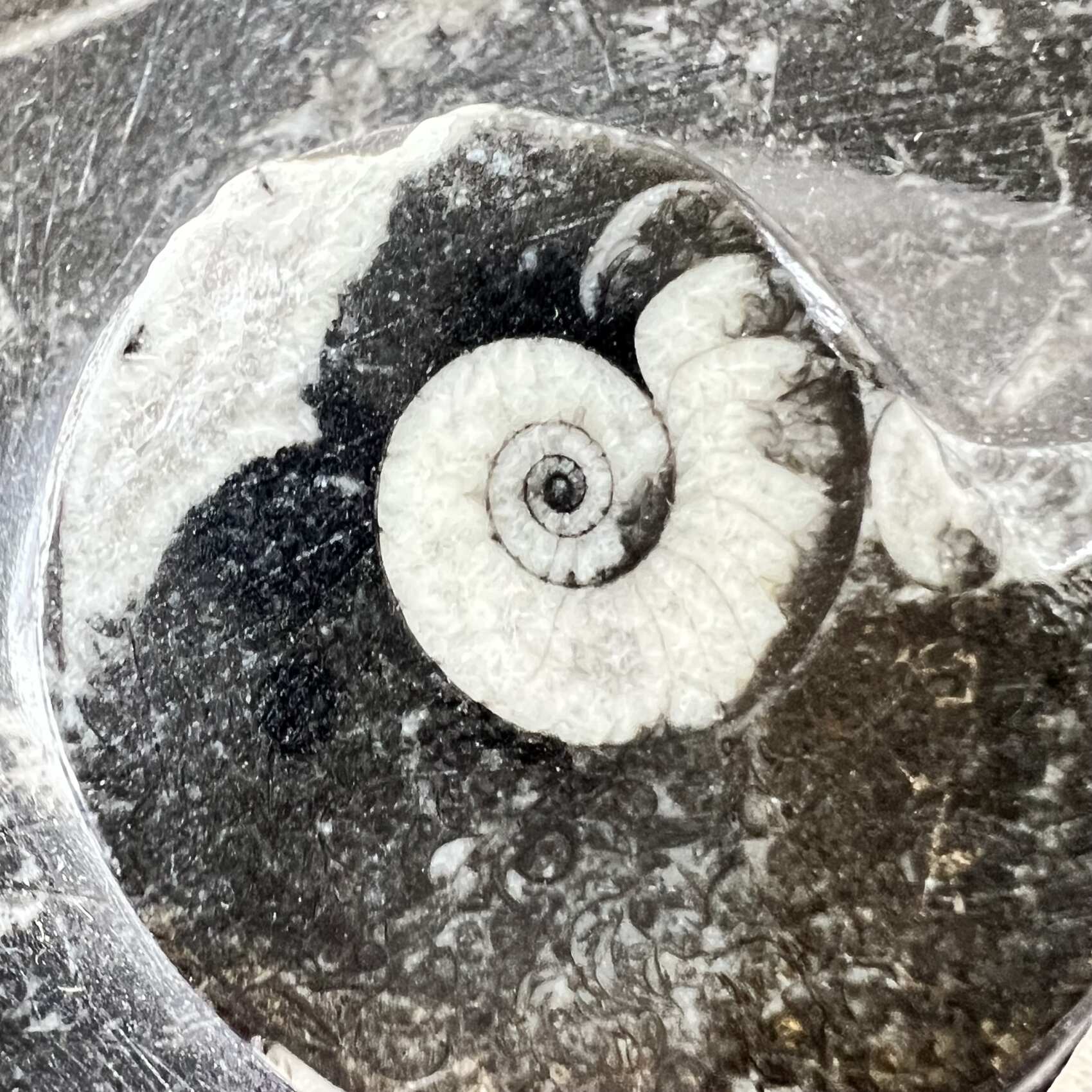 Orthoceras dish - Image 5