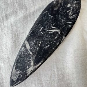 Alternative view of Orthoceras