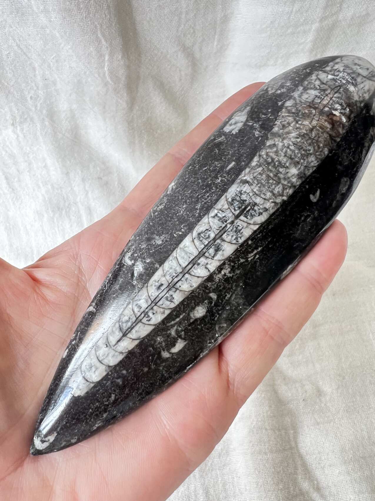 Orthoceras - Image 3