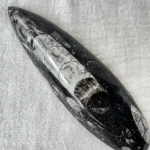 orthoceras fossil plaque ancient sea fossils cephalopod jurassic triassic extinct fossil