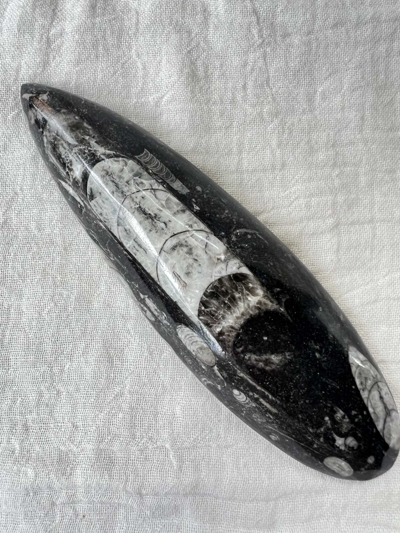 orthoceras fossil plaque ancient sea fossils cephalopod jurassic triassic extinct fossil