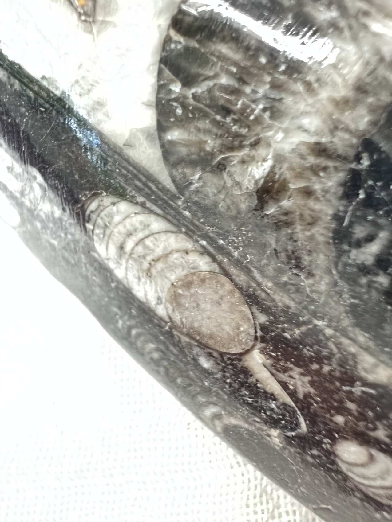 Orthoceras - Image 5