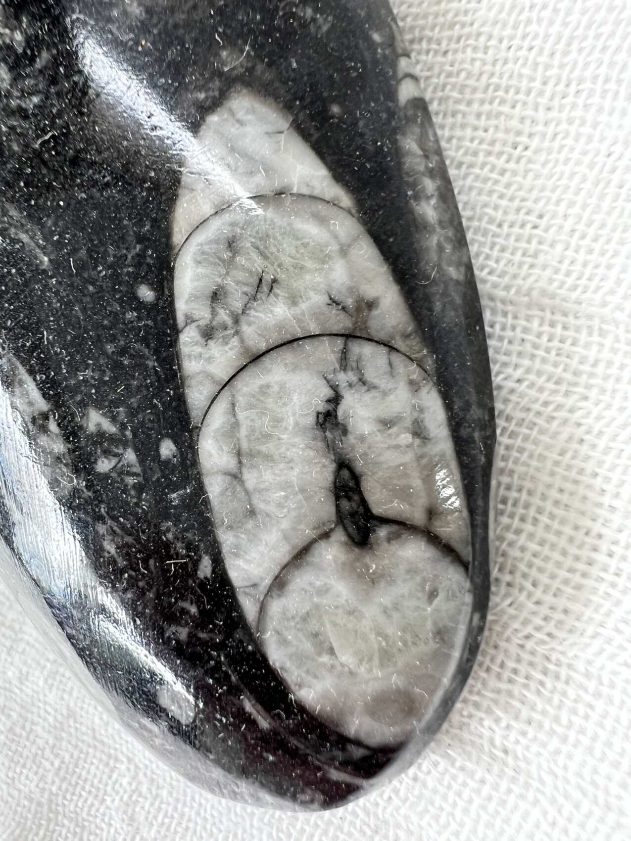 Orthoceras - Image 3