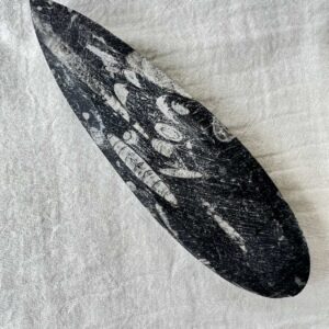 Alternative view of Orthoceras